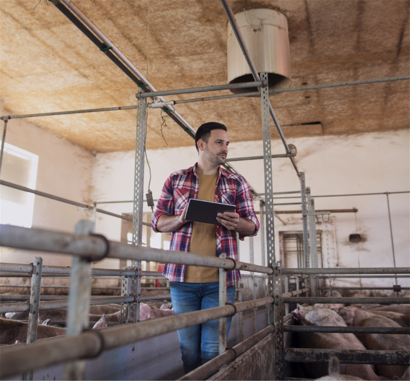 PigData - Improving the air quality of pig pens by modern technology